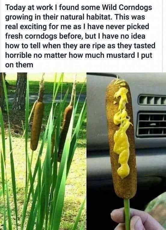 corndog-jpg-t.80053