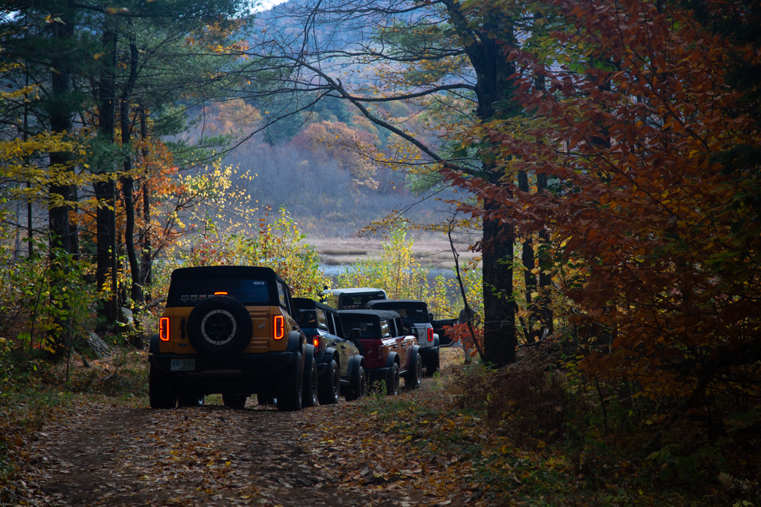 group of broncos in forest